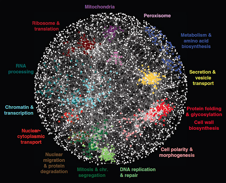 Figure 1: A functional network for a yeast cell... Figure 1: A functional network for a yeast cell...
